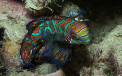 Mandarin Fish