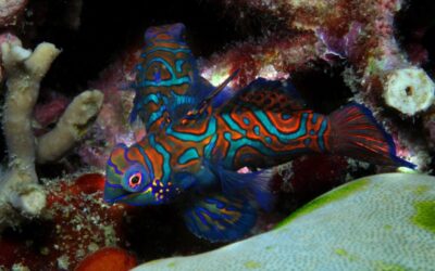 Mandarin Fish