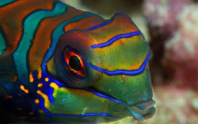 Mandarin Fish(1)