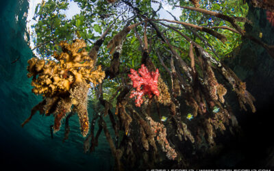 Mangroves by Greg Lecoeur