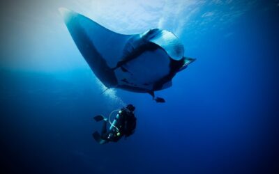 Manta and Diver