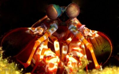 Mantis shrimp