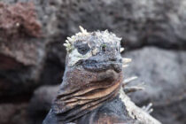 Marine Iguana01