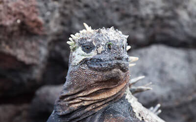 Marine Iguana01