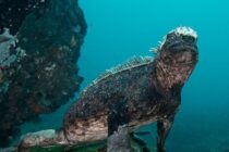 Marine Iguana02