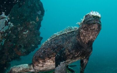 Marine Iguana02