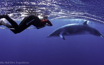 究極のミンククジラクルーズ