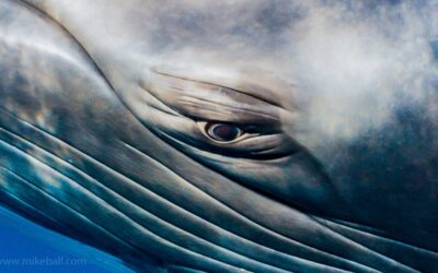 Minke Whale - Ribbon Reefs