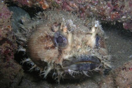 Navy Pier Toad Fish