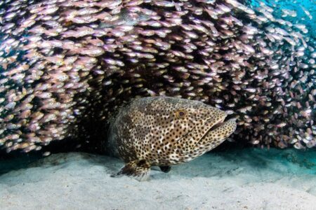 Navy Pier with Ningaloo Dive