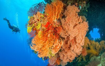 Nonkie Bommie - Holmes Reef - Coral Sea