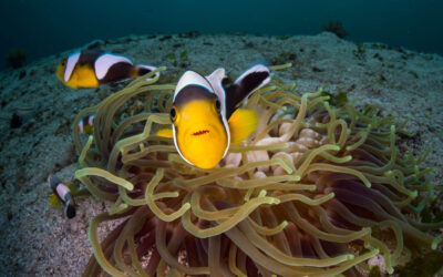 Panda Clown fish by Matt Smith