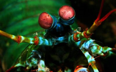 Peacock Mantis Shrimp