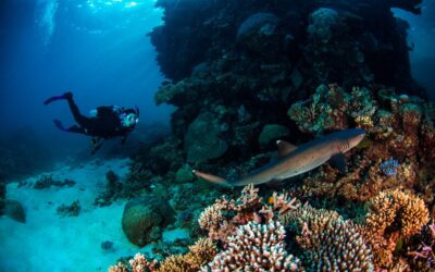 ProDiveCairns_Diver-Shark