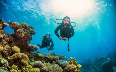 ProDiveCairns_Divers2