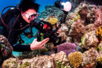 ProDiveCairns_underwater-photograpy