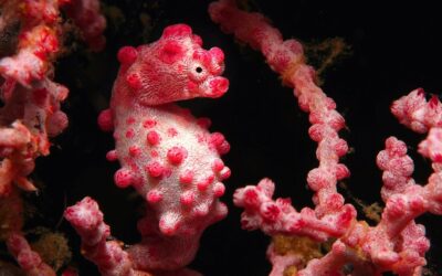 Pygmy Seahorse