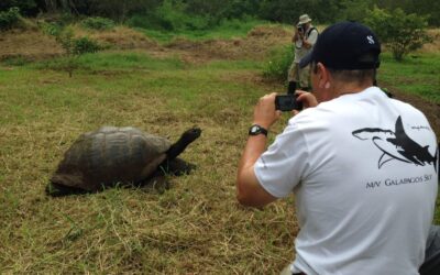 Ranch Primicias - Galapagos tortoise