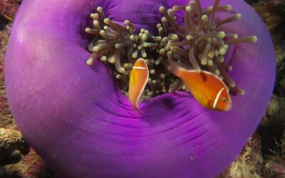 SOF-Anemone