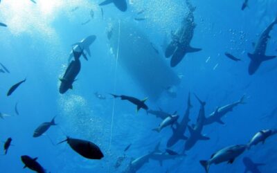 SOF-Osprey-Reef-Sharks