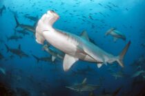 Scalloped hammerhead at Darwin's Arch by Dennis Whitesetone