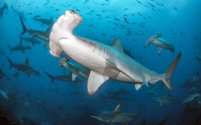 Scalloped hammerhead at Darwin's Arch by Dennis Whitesetone