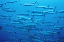 Schooling Barracuda