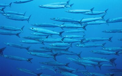 Schooling Barracuda