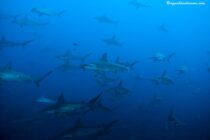 Schooling Hammerheads