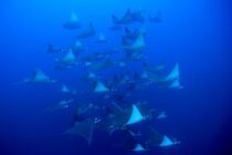 Schooling Manta Rays