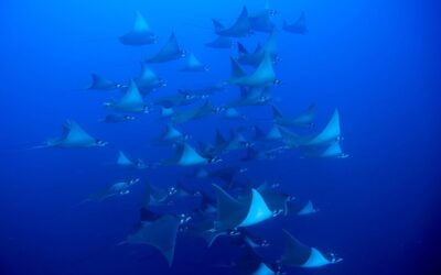 Schooling Manta Rays