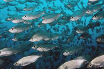 Schooling fish