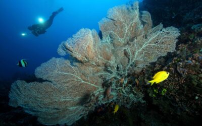 Sea Fan Coral