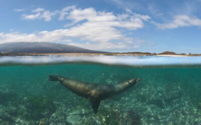 Sea lion at Cabo Douglas by Lazaro Ruda