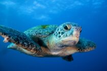 Sea turtle