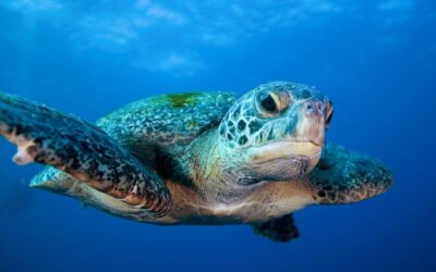 Sea turtle