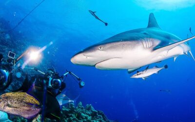 Shark Shooter - Osprey Reef - Coral Sea