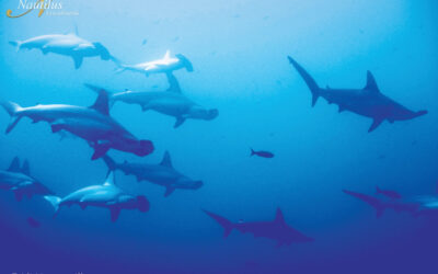 Socorro-schooling-hammerheads-001-min