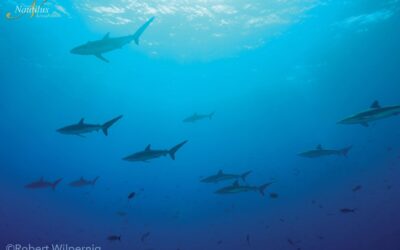 Socorro-schooling-silky-sharks-001-min