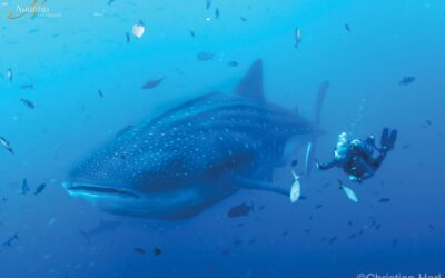 Socorro-whale-shark-001-min