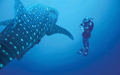 Socorro-whale-shark-002-min