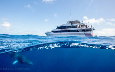 Spoilsport Minke Whale - Ribbon Reefs - GBR