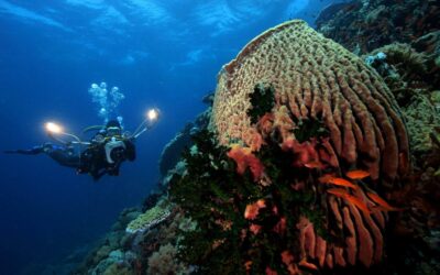 Sponge Barrel Coral with Feather Duster