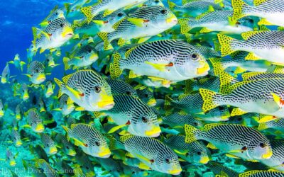 Sweetlips Schooling - Ribbon Reefs - GBR