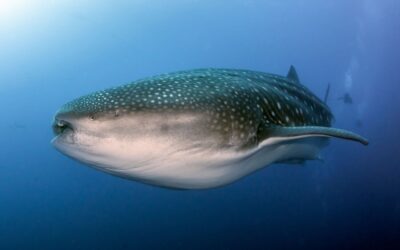 Whale shark Darwin's Arch by Dennis Whitestone