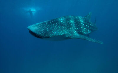 Whale shark HR 2