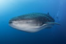 WhalesharkDennisWhitestone