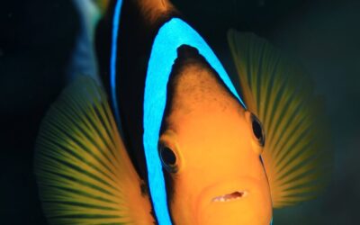 anemone_fish_palau_h