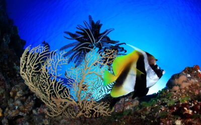 banner_fish_palau_h