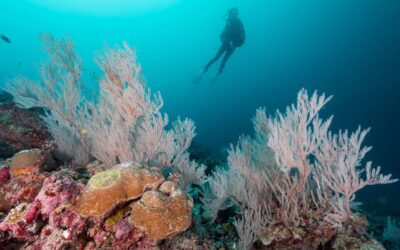 coral_maldives_glen_cowans_hr